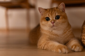 Orange kitten, British shorthair cat in the house