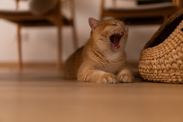 Orange kitten, British shorthair cat in the house