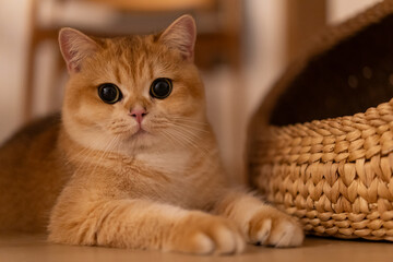 Orange kitten, British shorthair cat in the house