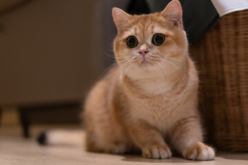 Orange kitten, British shorthair cat in the house
