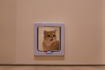 Orange kitten, British shorthair cat in the house