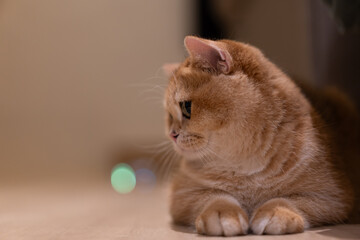 Orange kitten, British shorthair cat in the house