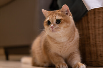 Orange kitten, British shorthair cat in the house