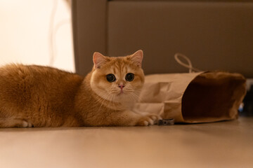 Orange kitten, British shorthair cat in the house