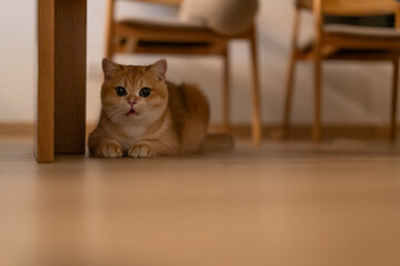 Orange kitten, British shorthair cat in the house