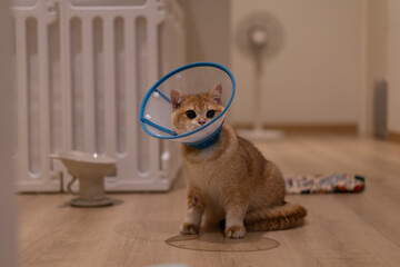 Orange kitten, British shorthair cat in the house