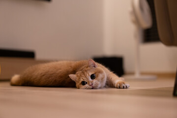 Orange kitten, British shorthair cat in the house