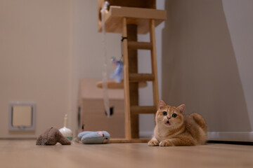 Orange kitten, British shorthair cat in the house