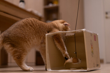 Orange kitten, British shorthair cat in the house