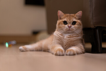 Orange kitten, British shorthair cat in the house