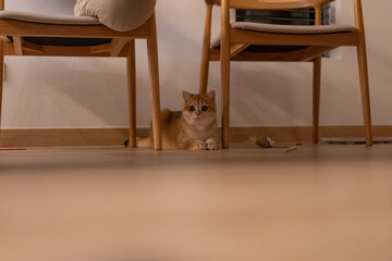 Orange kitten, British shorthair cat in the house