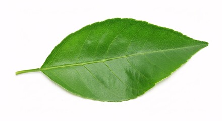 Obraz premium Illustration of fresh green leaf isolated on white background for natural concept