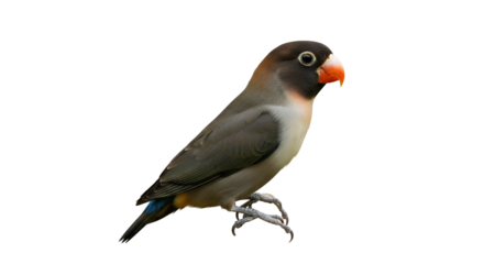 An adorable Masked Lovebird parrot with a dark head and bright orange beak perched gracefully, isolated on a clean white background