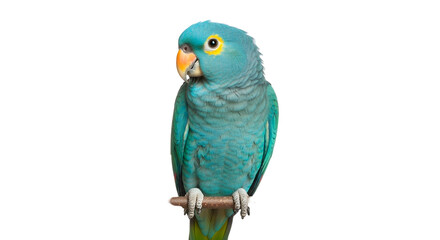 A vibrant turquoise blue-headed Pionus parrot perched on a small branch and looking to the side, isolated on a pure white background