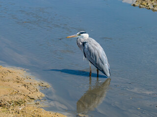 Fototapeta premium gray heron on lake mud ground land,wildlife in natural habitat