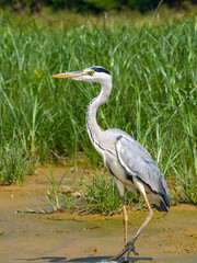 Fototapeta premium gray heron on lake mud ground land,wildlife in natural habitat