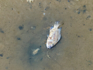 Dead fish on a lake mud