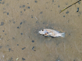 Dead fish on a lake mud