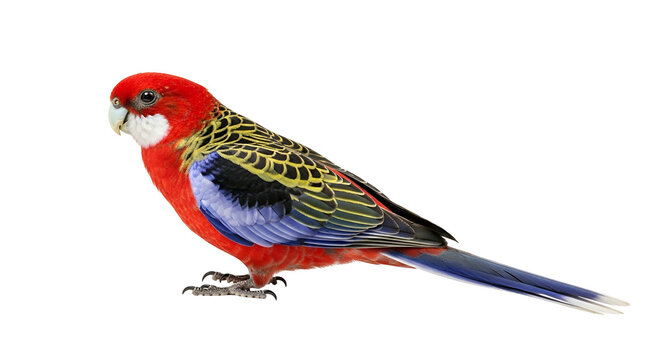 A vibrant and exotic Eastern Rosella parrot showcasing its striking red, blue, and yellow plumage while perched, isolated on a seamless white background