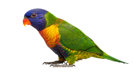 Colorful Rainbow Lorikeet Perched on White Background A Vibrant Bird Portrait