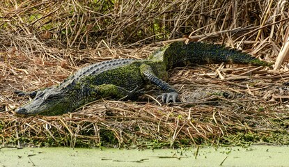 Fototapeta premium An American Alligator resting by the water's edge