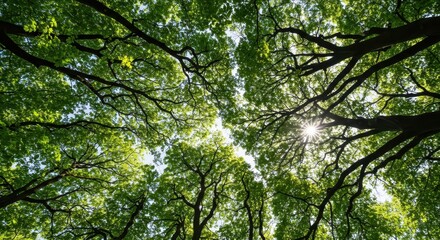 A dense overhead layer looking up into the interconnected branches and leaves of a mature forest creating a lush green roof. Sunlight filters through ,botany ,sky ,habitat