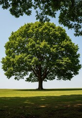 A massive, mature tree standing alone in a clearing, showcasing a vast, sprawling green canopy providing ample shade and defining the surrounding landscape ,forest ,canopy ,clearing