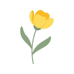 Simple yellow buttercup flower illustration botanical nature element graphic design botanical art floral element vector