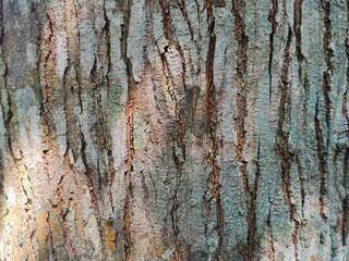 Detailed Close up of Weathered Tree Bark Texture Showcasing Deep Vertical Ridges and Natural Patterns in Earth Tones