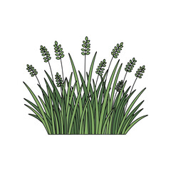Dark wheat stalks with green grass blades isolated on a clean surface vector