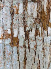 A Detailed Macro View of a Tree Trunks Surface, Showcasing Its Rough, Textured Bark with Grey Lichen and Deep Vertical Crevices