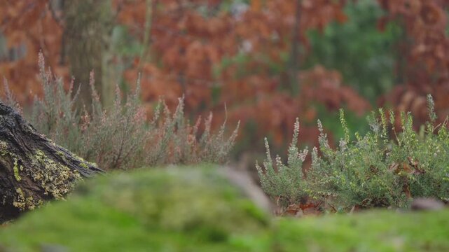 Red squirrel Sciurus vulgaris walks calmly across forest floor in soft autumn light