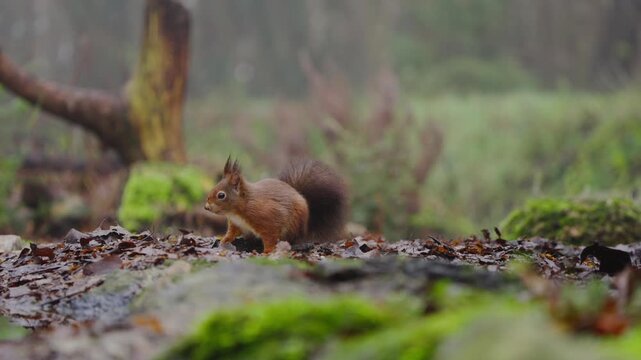 Red squirrel Sciurus vulgaris crouching near moss and peeking through fallen forest leaves