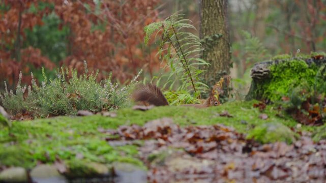 Red squirrel Sciurus vulgaris pauses on mossy terrain before running off in forest