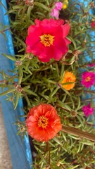 Red Moss Rose Flower with Dewdrops in Morning Light