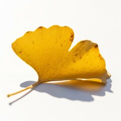 Naklejka premium Isolated Yellow Ginkgo Leaf Displaying Intricate Veins on Bright White Background
