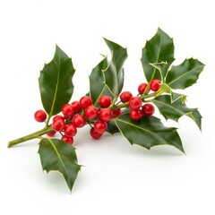 Sprig of Holly with Red Berries and Green Leaves Isolated on White