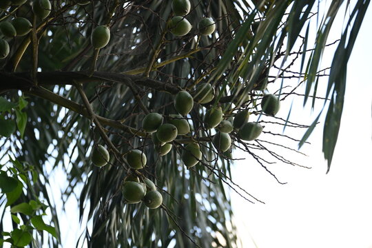 BactrisBactris gasipaes fruits in the tree. Its
 common names Chontaduro fruit and Peach Palm fruit. Its species of&nbsp;palm&nbsp;native to the&nbsp;tropical forests&nbsp;of&nbsp;Central&nbsp;and&nbsp;South gasipaes fruits in the tree