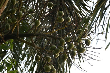 BactrisBactris gasipaes fruits in the tree. Its
 common names Chontaduro fruit and Peach Palm fruit. Its species of palm native to the tropical forests of Central and South gasipaes fruits in the tree