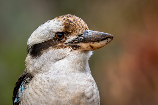 Close up portrait of friendly laughing kookaburra in Morialta National Park on trail to first waterfall, South Australia - best parks near Adelaide for bird watching
