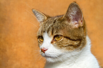 Head of an adult cat on a yellow background. Portrait of a beautiful cat close-up