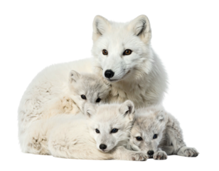 White arctic fox mother and three fuzzy pups huddled together, isolated against a black background
