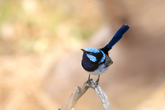 Male Fairywren with vibrant blue head (Malurus) perched on branch in Klemzig Linear Park, Adelaide, South Australia
