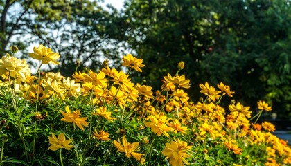 Obraz premium Yellow Flowers