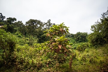Broadleaf Plant in Tropical Forest Under Overcast Sky