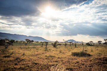 Heavenly Light Over the African Savanna, Serengeti, Tanzania