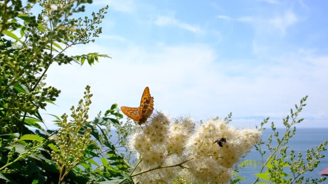Blooming Sorbaria Sorbifolia flowers, bees feeding, Silver-washed fritillary butterfly on a flowers , Argynnis paphia. Beautiful garden. Seaside