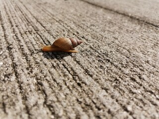 Caracol sobre un camino