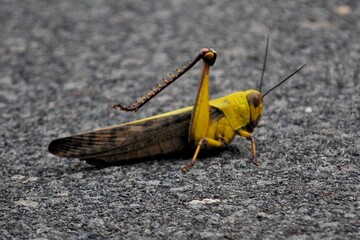Bright Yellow Praying Mantis On Gravel Path: Close-Up Nature Insect Portrait
