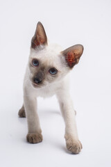 Obraz premium black face and black note thai cat Siamese cat kitten isolated on white background